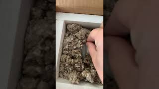 Zebra Nerite Snail unboxing