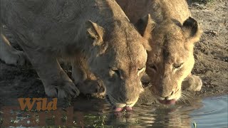 WildEarth - Sunrise - 01 August 2021