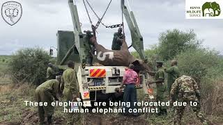 rElephant Report: KWS Elephant Translocation Update