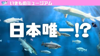 【水族館紹介】はじめて「サケのふるさと千歳水族館」に行ったら凄すぎた！