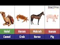 Halal and Haram animal meat in Islam