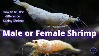 Is it a Male or Female Shrimp ? - How to tell the difference when Sexing Shrimp