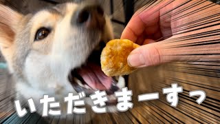 早食いハスキー犬とおしゃれなカフェに行ったら食べっぷりが最高すぎたwww