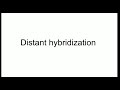 distant hybridisation