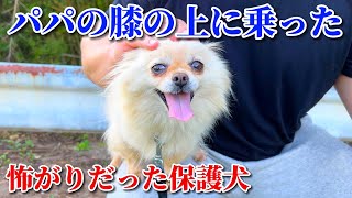 人間に慣れてきた臆病だった保護犬チビ