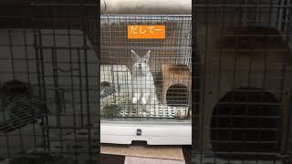 早く出してー　訴えかけるウサギです🐰