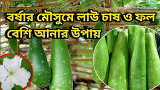 বর্ষার মৌসুমে লাউ চাষ ও ফল বেশি আনার উপায়/Ways to bring more fruit to the gourd tree in the rain.