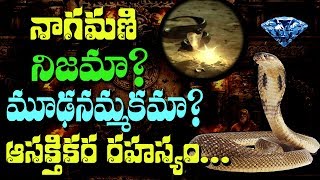 SHOCKING!! The Origin of NAGAMANI in Cobras || Rectv Mystery