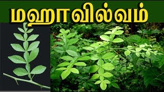 Naringi crenulata/ மஹா வில்வத்தின்  மருத்துவம் / maha vilvam medicine