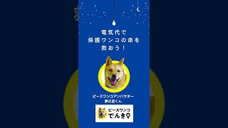 電気代の一部が、保護犬の命を救います　：　里親募集中のワンコ #Shorts #保護犬 #里親募集 #殺処分 #犬 #譲渡 #dog #ピースワンコ