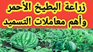 زراعة البطيخ الأحمر خطوة بخطوة وأهم المعاملات السمادية للحصول علي أعلي إنتاج