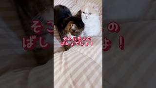 猫社会はきびしいにゃ #shorts #猫 #ねこ #猫のいる暮らし #年功序列 #cat