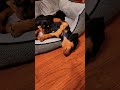 play hard sleep harder dachshund puppies adorable sausagedog cute puppies foryou