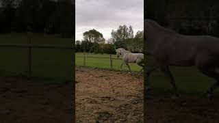 Arabian horse playing, iapa pursânge arab, cai arabi.