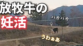 肉作るのに何倍も穀物が必要って話を聞いて　山地酪農珠の牧　令和開拓記