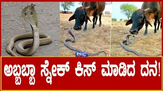 The Shocking Truth viral video snake and cow | ಹಾವಿನ ಜೊತೆ ದನದ ಆಟ  | Viral video  |