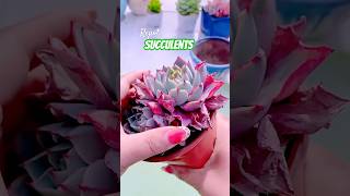 Succulent Tips: How to repot succulents #多肉植物  #다육이들 #Suculentas