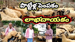 #pottella pempakam || #పొట్టేళ్ల పెంపకం లాభదాయకం || farmer book || sheep farm