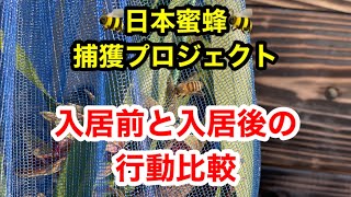 【ニホンミツバチ#3】ひと群入居確定❗️入居前と入居後、ミツバチの行動の違い解説。