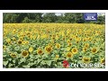 Sunflowers are back at Eckert's, but only for a short time