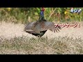 野鳥がゾクゾク登場！彼らは何を食べている？