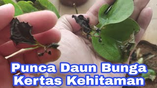 Punca Daun Bunga Kertas Kehitaman