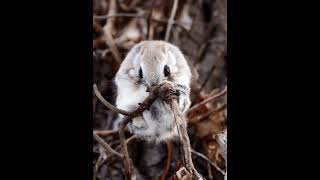 [4K] エゾモモンガ　Siberianflyingsquirrel shorts