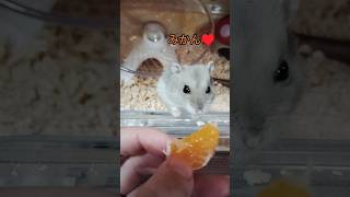 大好きなみかんなのに…（ピク）#ハムスター #hamsters #cute #可愛い #ジャンガリアンハムスター #みかん #おやつ