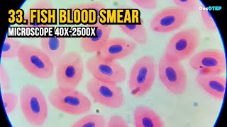 33. Fish Blood Smear (Microscope 40x-2500x)