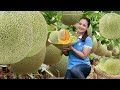 Harvesting Cantaloupe and Fresh Fruits – Selling at the Local Market | Farm Life