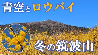 【青空とロウバイ☆冬の筑波山！】満開の筑波山梅林のロウバイ鑑賞とセットで、見どころ一杯の筑波山に登ります！（2025/1/11）