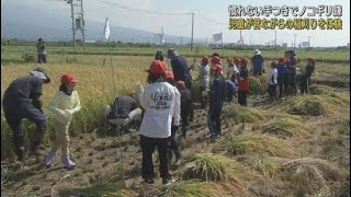 小学生が昔ながらのノコギリ鎌で稲刈りを体験　静岡・富士市