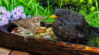 The Most Unlucky Thrush: He Lost His Lunch in the Bath! | 4K ASMR