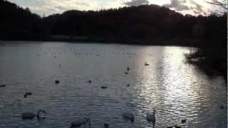 白鳥スワン2012（茨城県那珂市古徳沼）SWANS