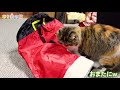 【福袋】猫用のクリスマス福袋買ったらお得商品が入ってた！？