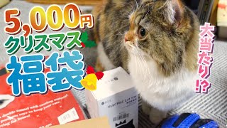 【福袋】猫用のクリスマス福袋買ったらお得商品が入ってた！？