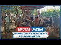 Sehat dan Bebas Antraks, Burung Unta Safari Beach Jateng di Batang Siap Dikirim ke Bali