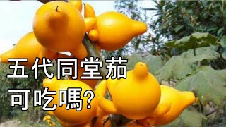 五代同堂, 黃金果, 乳茄, 可吃嗎 ?