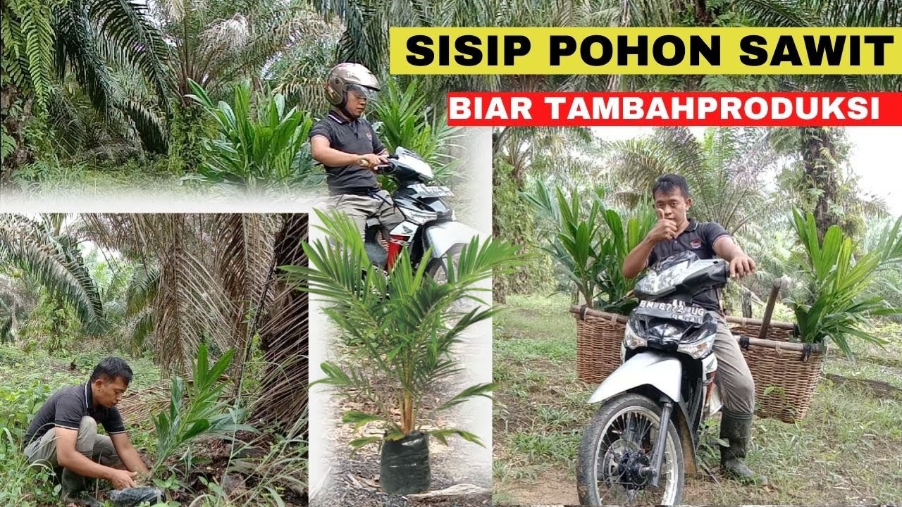 Sisip Pohon Sawit Biar Tambah Produksi || Vlog Kebun Sawit - YouTube