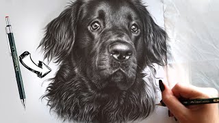 How to Draw Realistic Longer Fur in Graphite | Tips