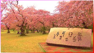 仙台の桜2022 三神峯公園