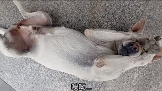 （五）住在郵局騎樓的狗狗 🐶 才見面幾次就翻肚皮給我摸 😂 果然是傻白 😌