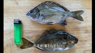 釣魚趣アイ釣り