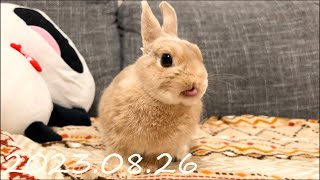 毎日の30秒ひなちゃん🐰✨【2023.0826のひな】[うさぎ]