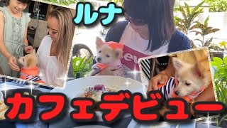 【ルナのカフェデビュー】お友達夫妻とオーストラリアのカフェへ♡   We took our puppy to her first cafe with friend!