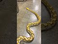 i could watch this all day. snake brianbarczyk thereptarium