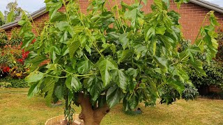 Pruning White Mulberry Only 3 Months After Butchering