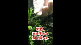 エビ、直接手から餌を食べる Shrimp on hand! #Shorts