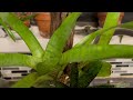 Bromeliad Neoregelia Tigrina  # Shorts