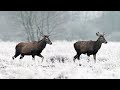 dwa młode byczki blisko mnie w mroźny poranek 🦌🦌